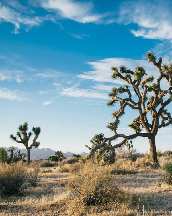 Wind through vineyards, wildflower fields, and riverfront towns in the Hill Country, a scenic and romantic highlight of any Texas road trip itinerary.